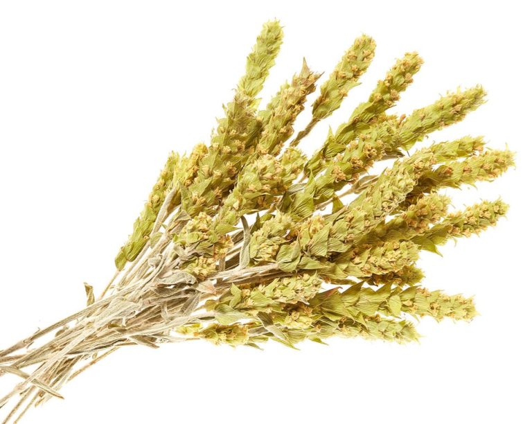 71025 Griechischer Bergtee