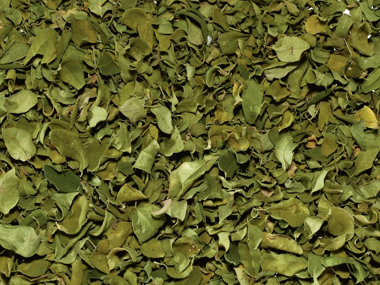 71029 Moringablätter